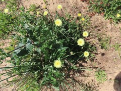 Urospermum dalechampii