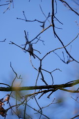 Polioptila caerulea caerulea
