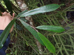 Elaeocarpus dentatus