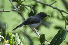 Apalis sharpii