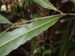 Elaeocarpus dentatus