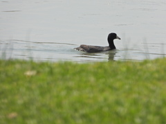 Fulica americana