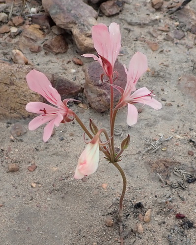 Image of Fleshy Storksbill (Pelargonium carneum) by (c) Nicola van Berkel, some rights reserved (CC BY-SA)