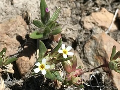 Gymnosteris parvula