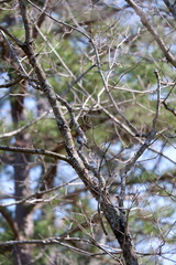 Polioptila caerulea caerulea