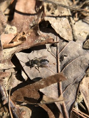 Andrena frigida