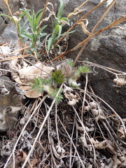 Pulsatilla ambigua