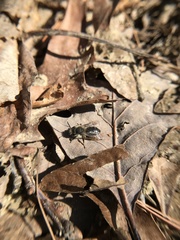 Andrena frigida
