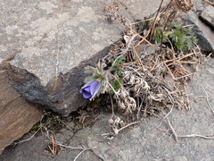 Pulsatilla ambigua