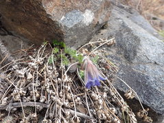 Pulsatilla ambigua