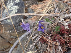 Pulsatilla ambigua
