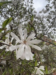 Magnolia