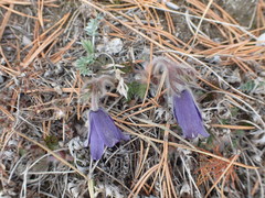 Pulsatilla ambigua