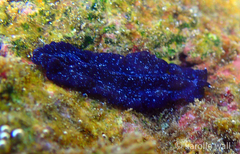 Pseudobiceros stellae