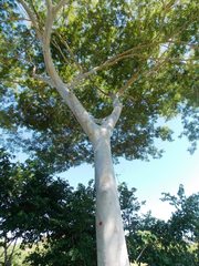Albizia niopoides