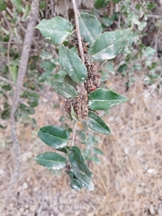 Ercilla spicata