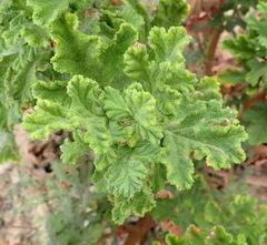 Pelargonium quercifolium