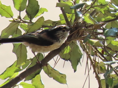 Aegithalos caudatus