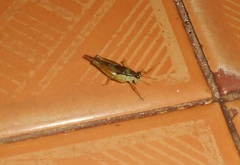 Paulinia acuminata