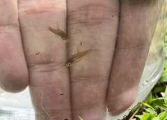 Boraras urophthalmoides