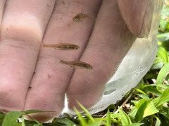 Boraras urophthalmoides