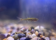 Boraras urophthalmoides