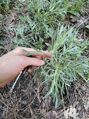 Artemisia palmeri