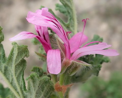 Pelargonium quercifolium