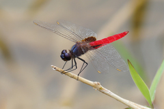 Planiplax phoenicura