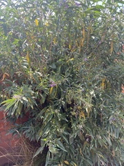 Solanum nitidum