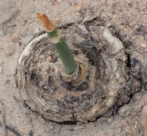 Image of Drimia anomala by (c) Nicola van Berkel, some rights reserved (CC BY-SA)