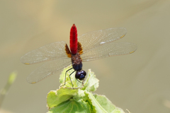 Planiplax phoenicura