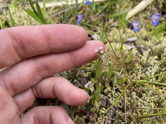 Plectritis congesta brachystemon