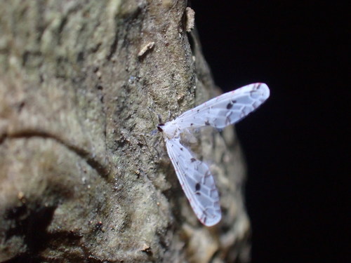 Sikaiana makii observed 2022-04-21