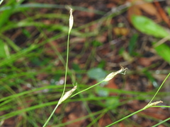 Abildgaardia ovata