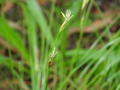 Abildgaardia ovata