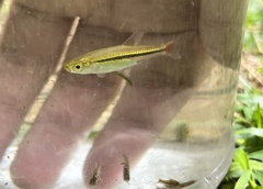Rasbora borapetensis