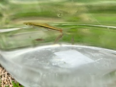 Rasbora borapetensis