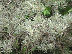 Hippophae rhamnoides