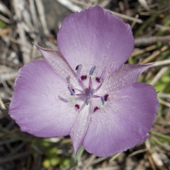 Calochortus uniflorus