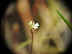 Stylidium tenerum