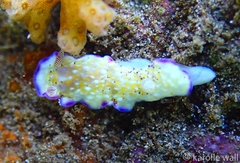 Goniobranchus albopustulosus