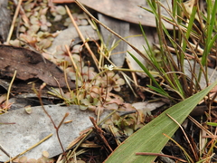 Stylidium tenerum
