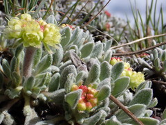 Eriogonum caespitosum
