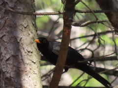 Turdus merula