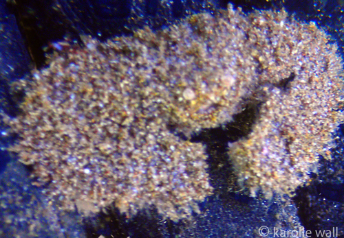 Aulacolambrus, 2019-02-18
