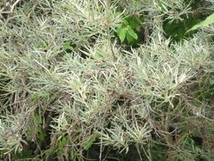 Hippophae rhamnoides