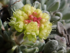 Eriogonum caespitosum