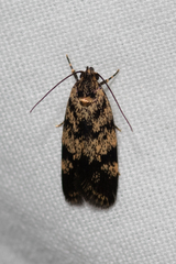 Barea eucapnodes