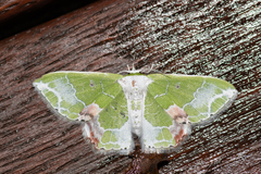 Protuliocnemis partita